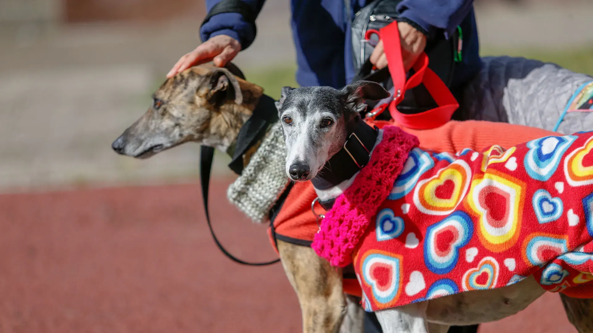 Adopcion Galgos 08 07 18 14