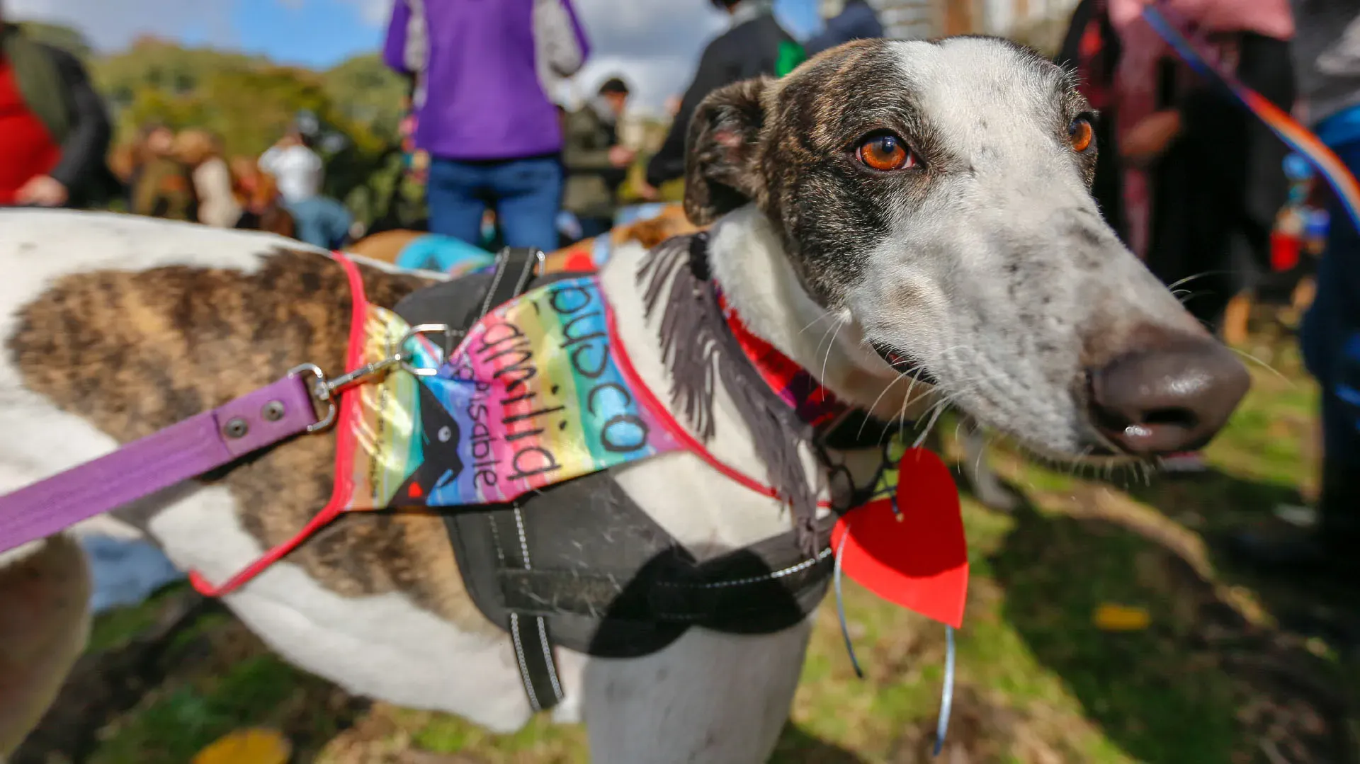 Adopcion Galgos 08 07 18 15