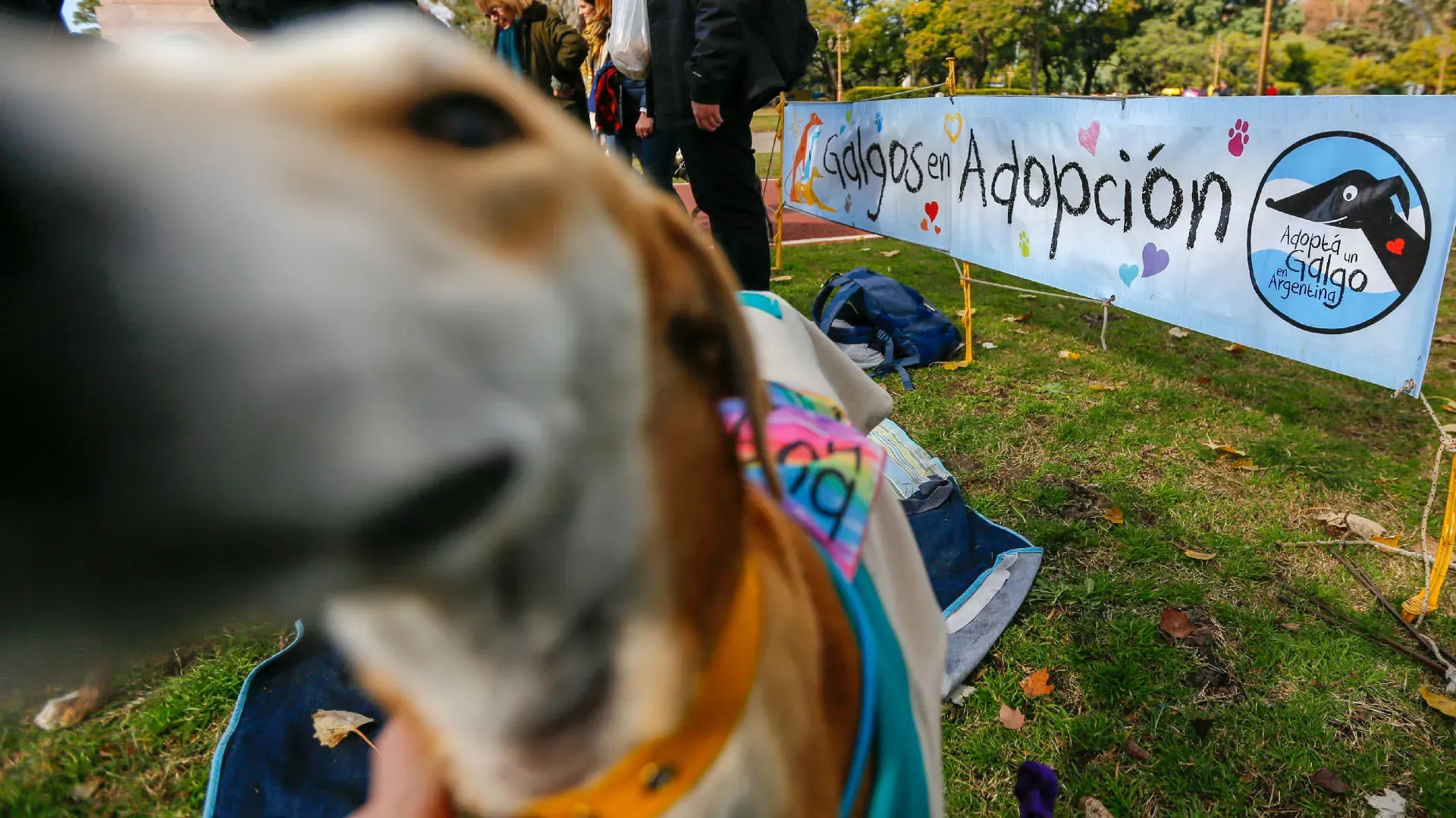 Adopcion Galgos 08 07 18 16