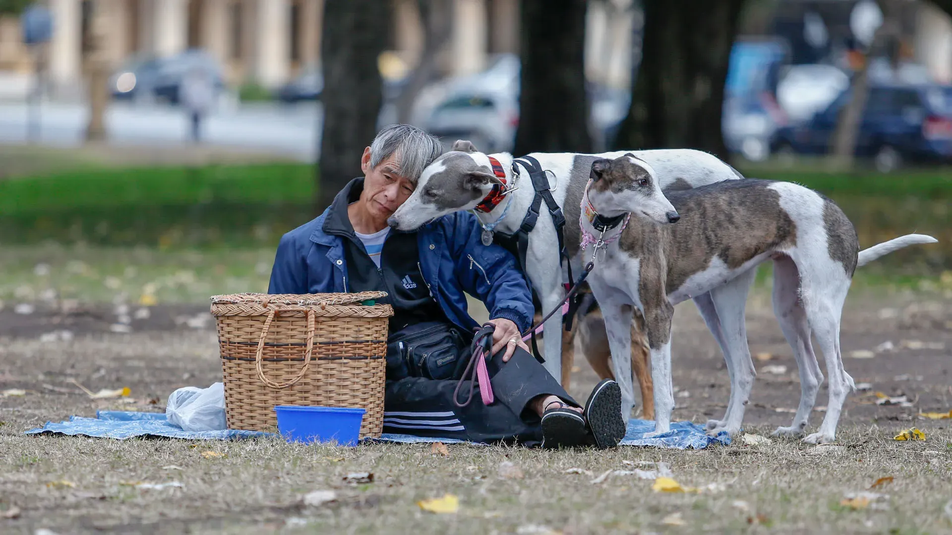 Adopcion Galgos 08 07 18 19