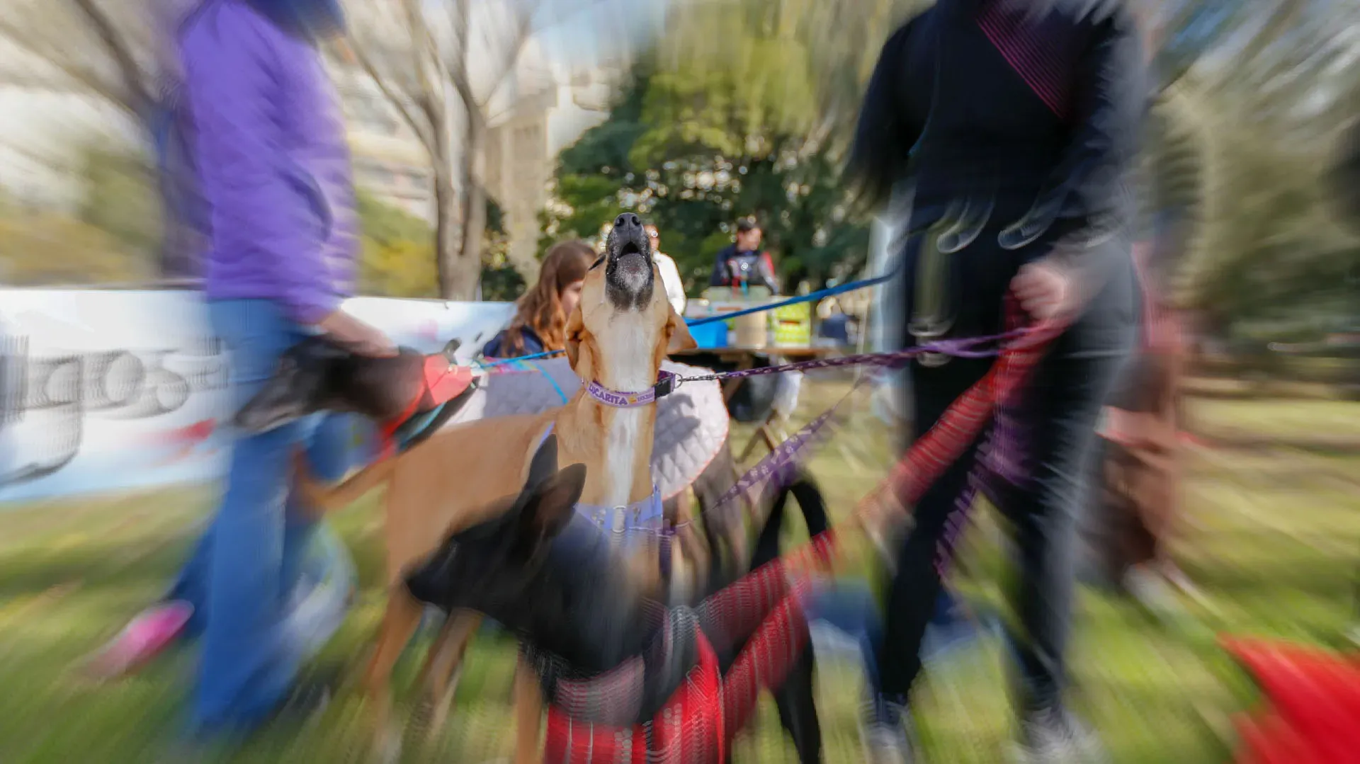 Adopcion Galgos 08 07 18 2