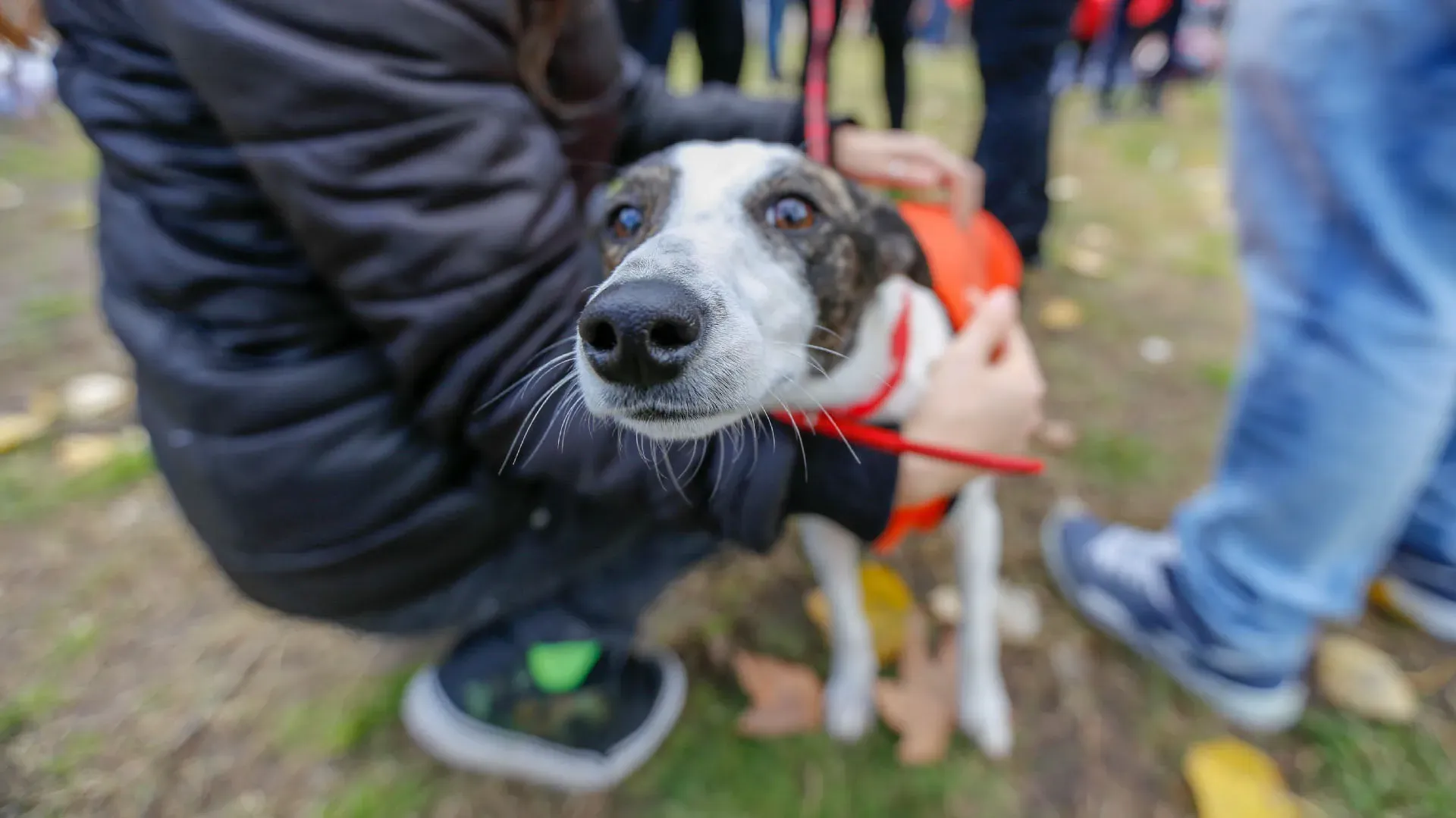 Adopcion Galgos 08 07 18 20