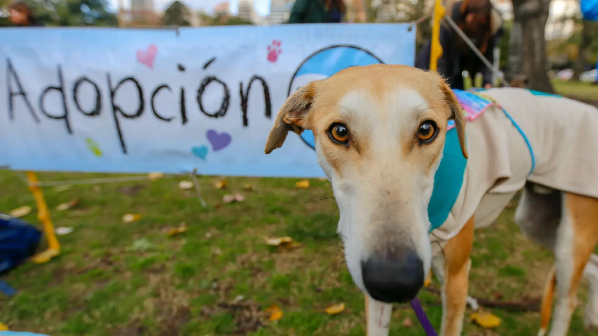 Adopcion Galgos 08 07 18 21