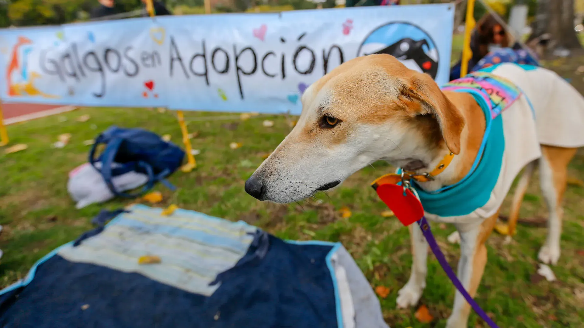 Adopcion Galgos 08 07 18 22