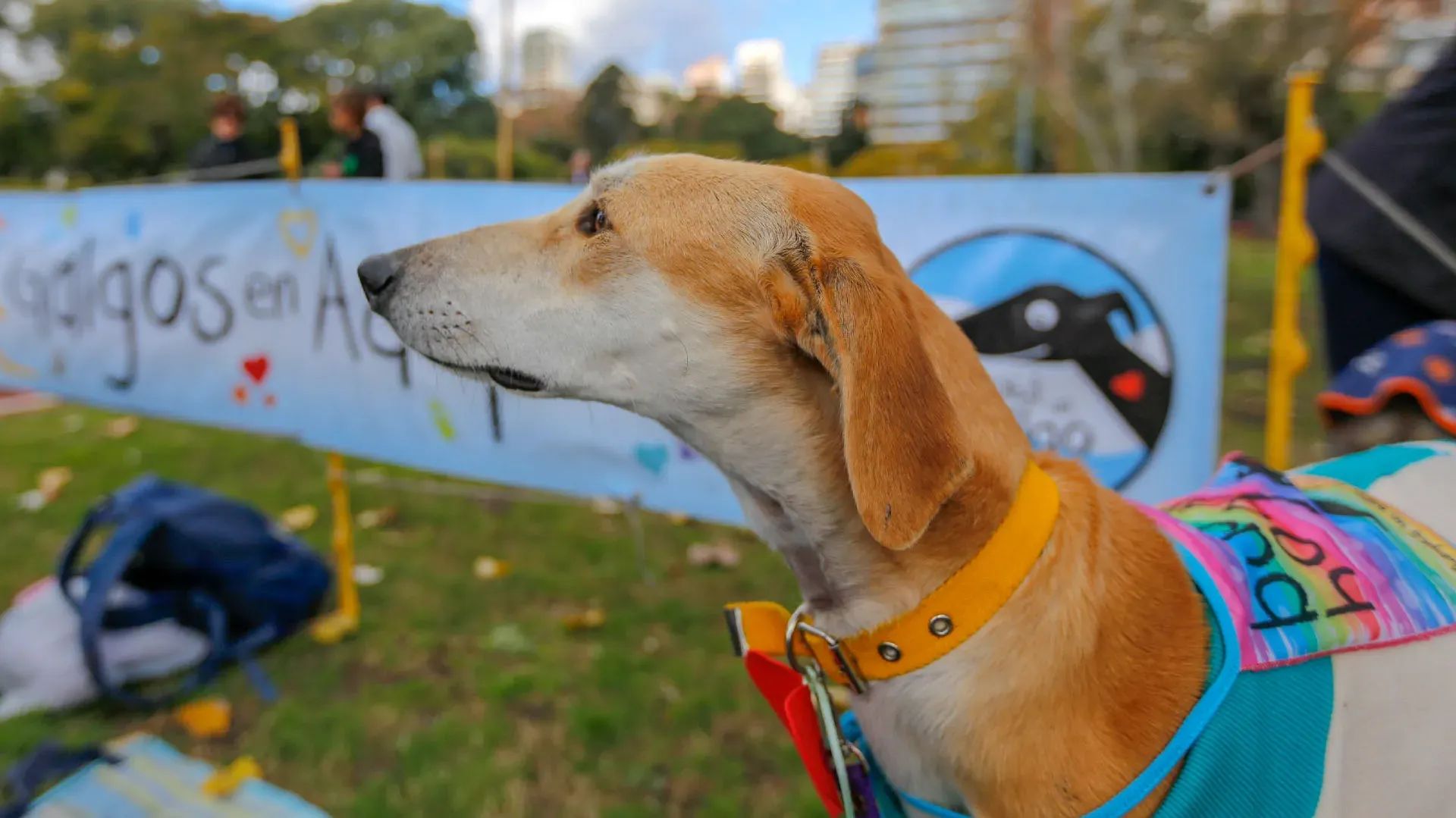 Adopcion Galgos 08 07 18 23