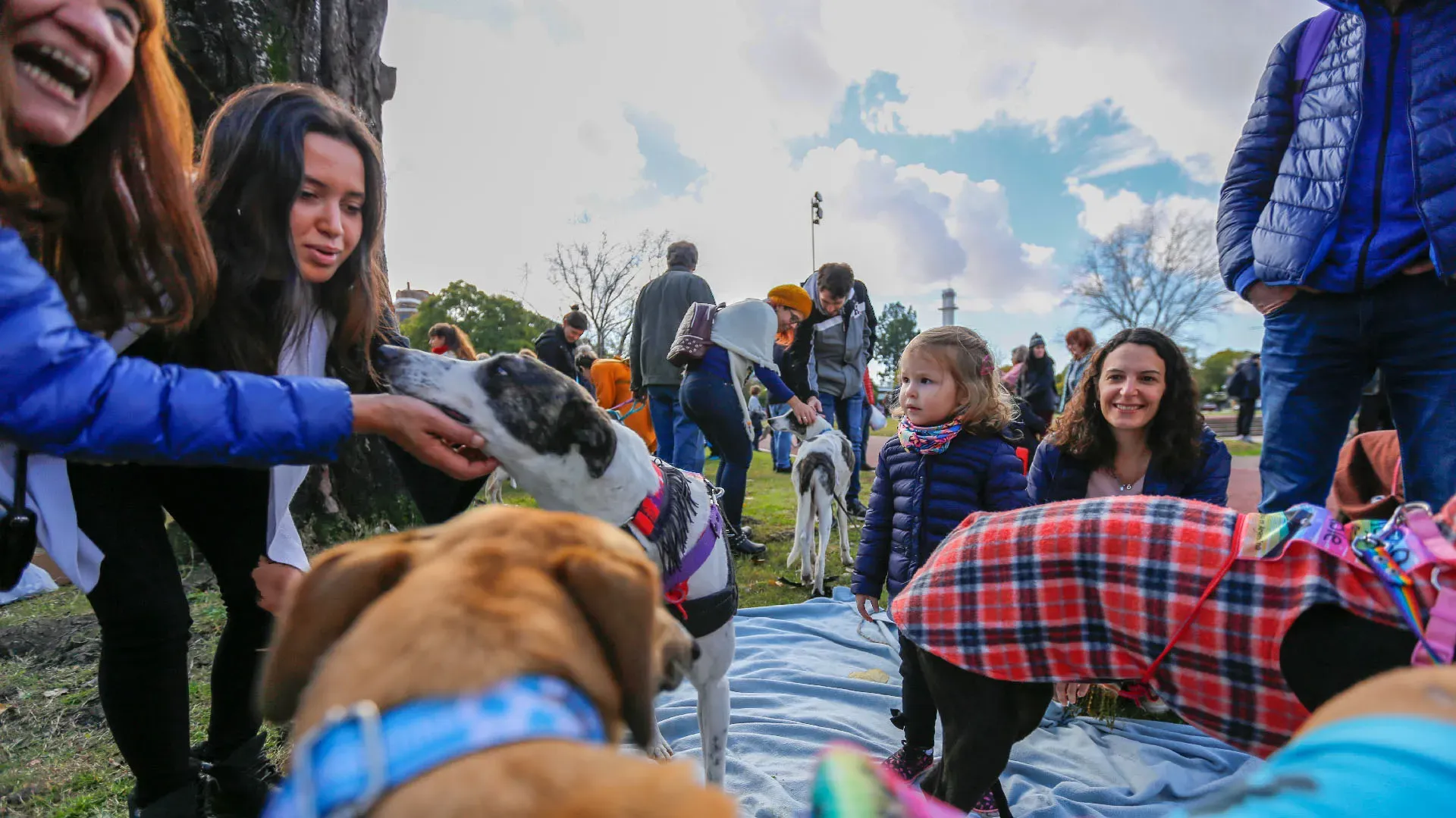 Adopcion Galgos 08 07 18 26