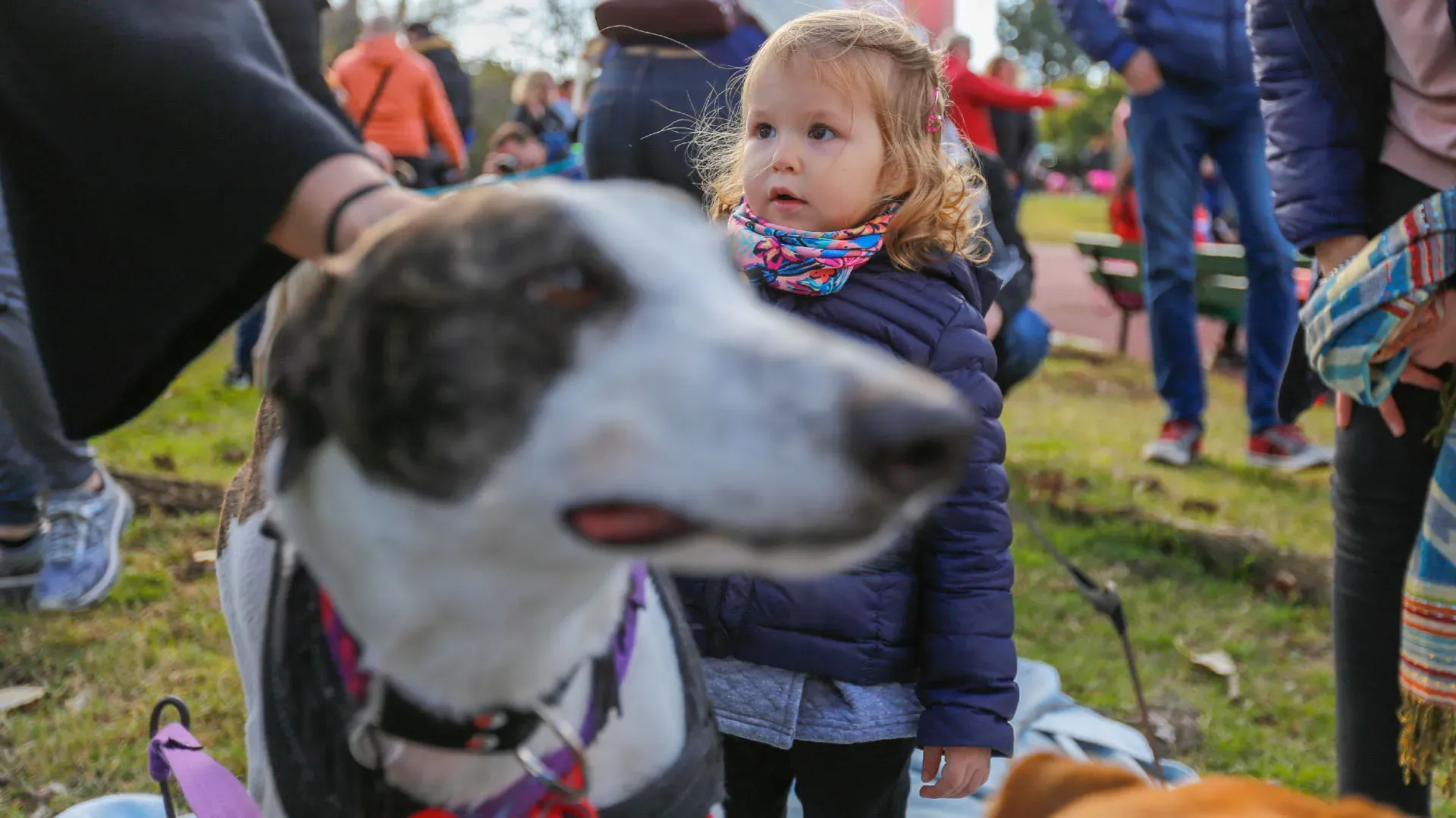 Adopcion Galgos 08 07 18 28