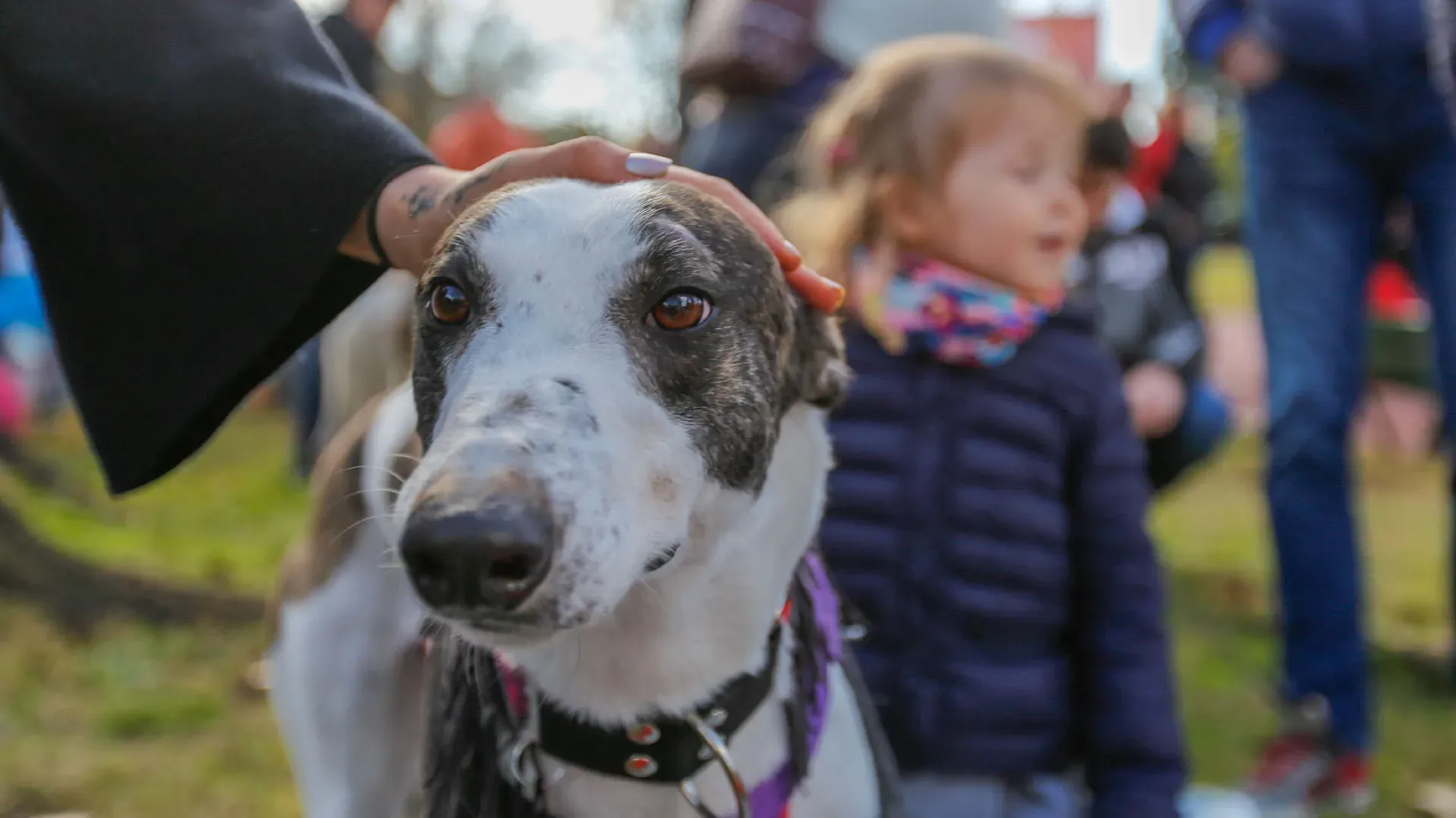 Adopcion Galgos 08 07 18 29