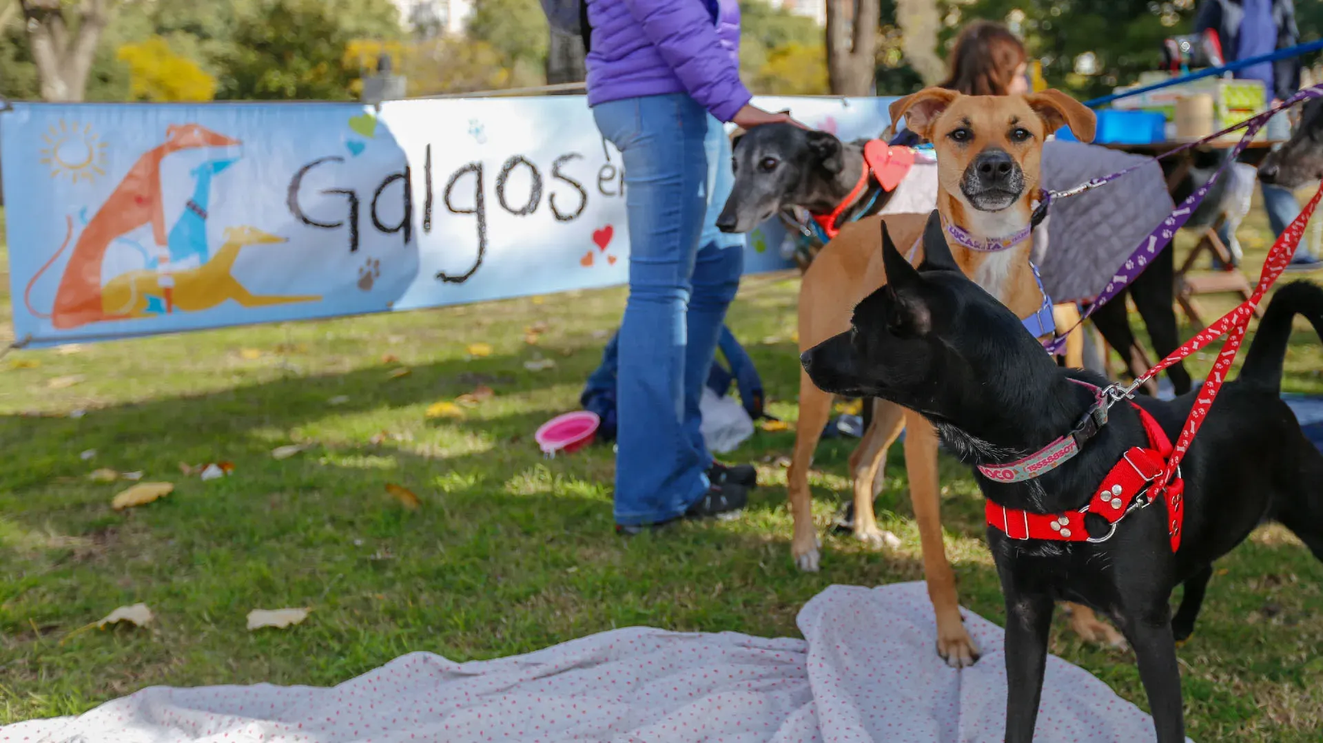 Adopcion Galgos 08 07 18 3