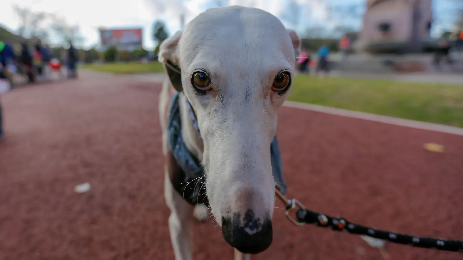 Adopcion Galgos 08 07 18 30