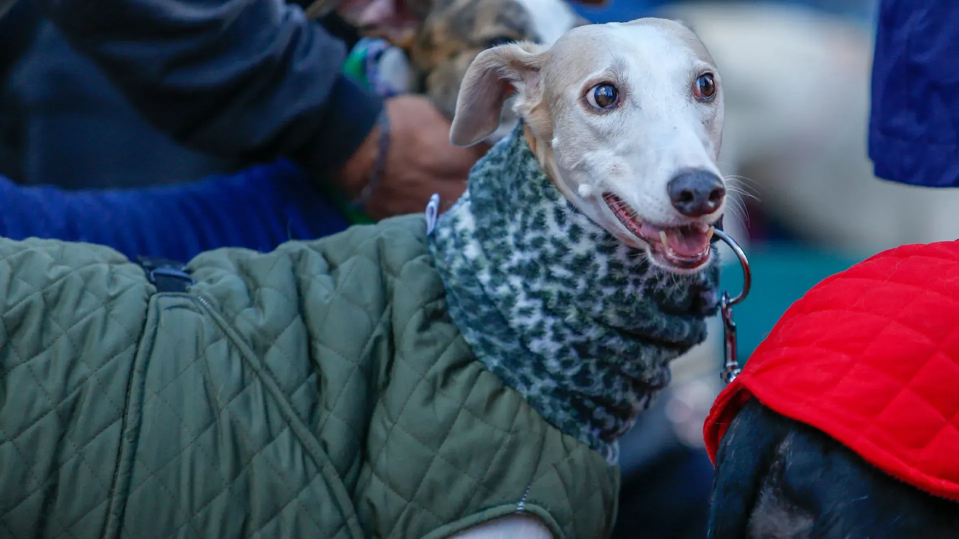 Adopcion Galgos 08 07 18 31