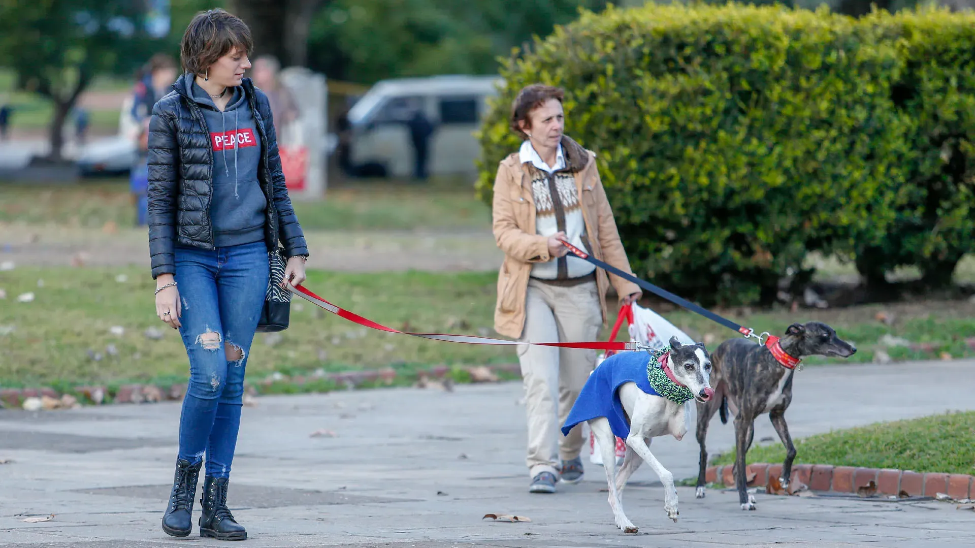 Adopcion Galgos 08 07 18 32