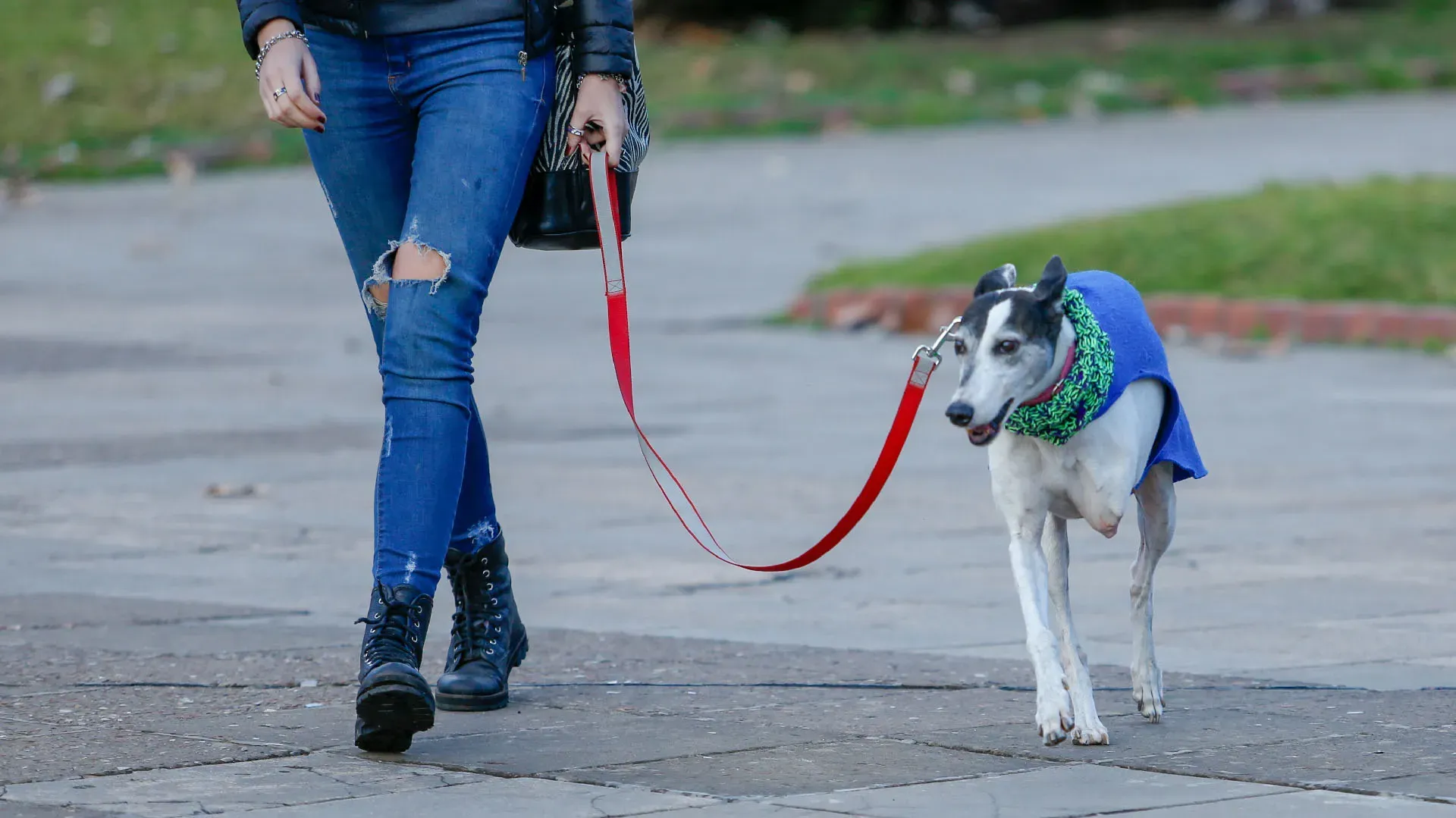 Adopcion Galgos 08 07 18 33