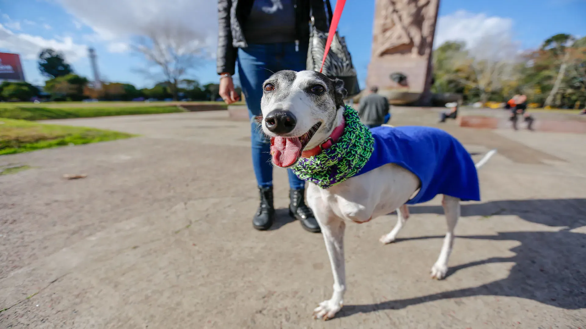 Adopcion Galgos 08 07 18 34