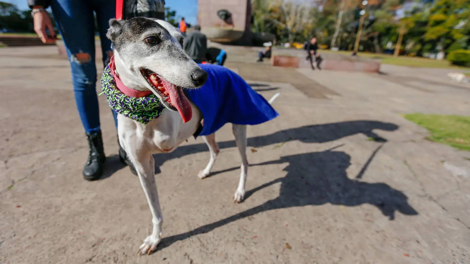 Adopcion Galgos 08 07 18 35