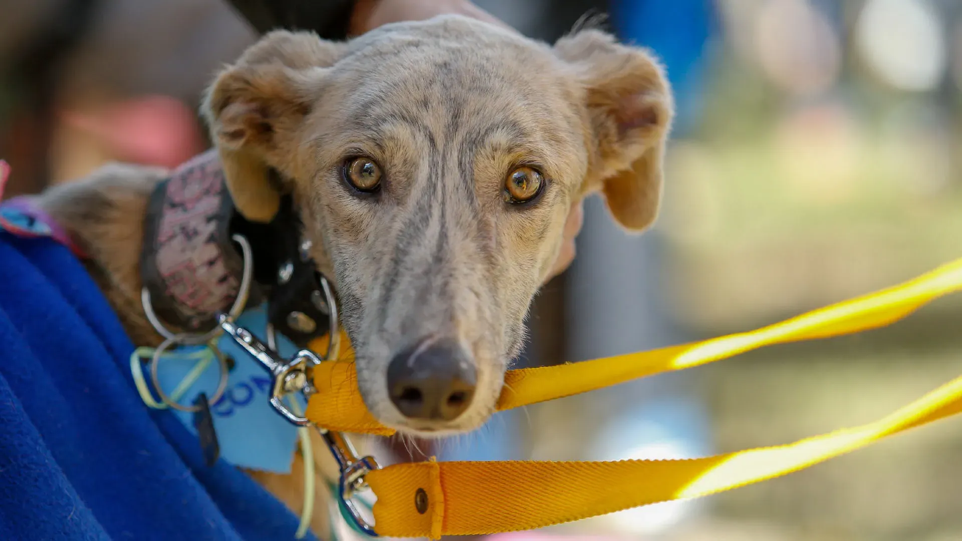 Adopcion Galgos 08 07 18 37