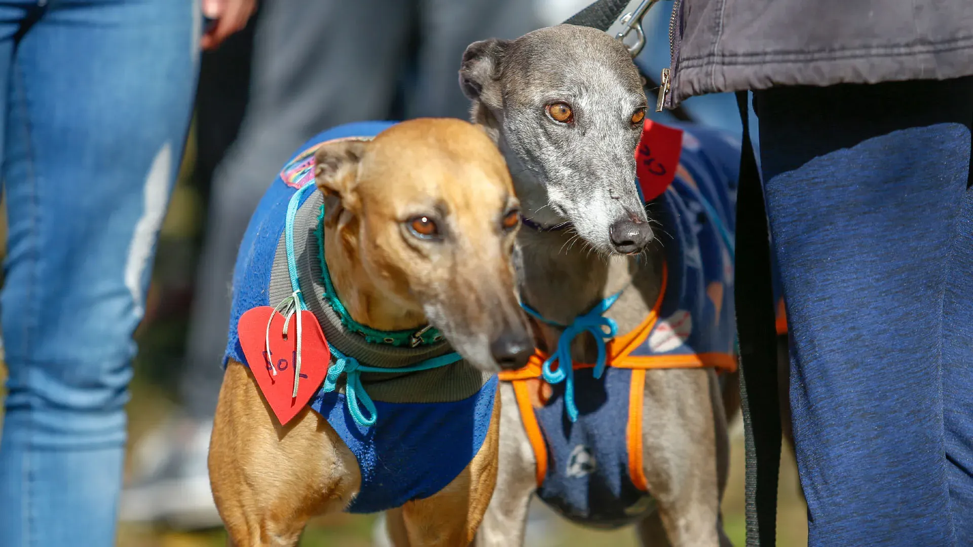 Adopcion Galgos 08 07 18 38
