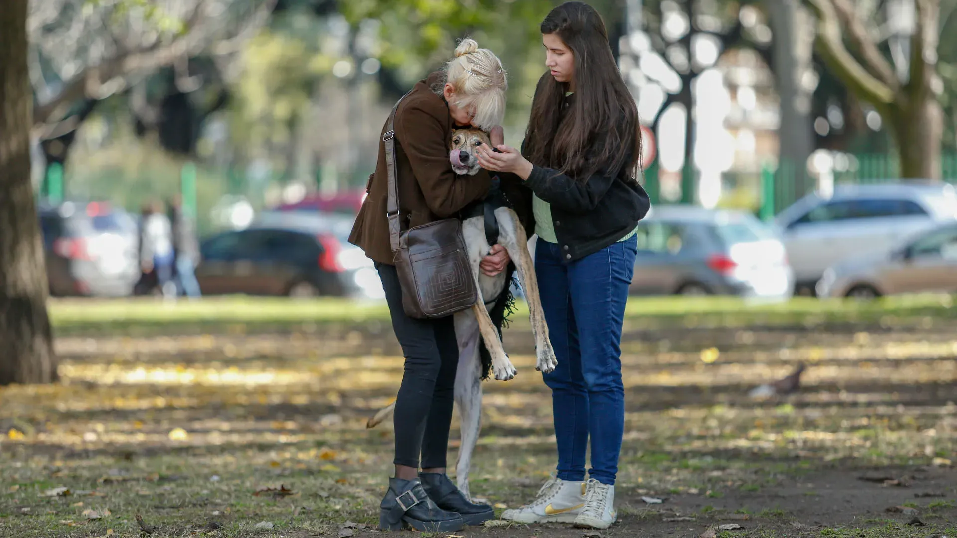 Adopcion Galgos 08 07 18 39