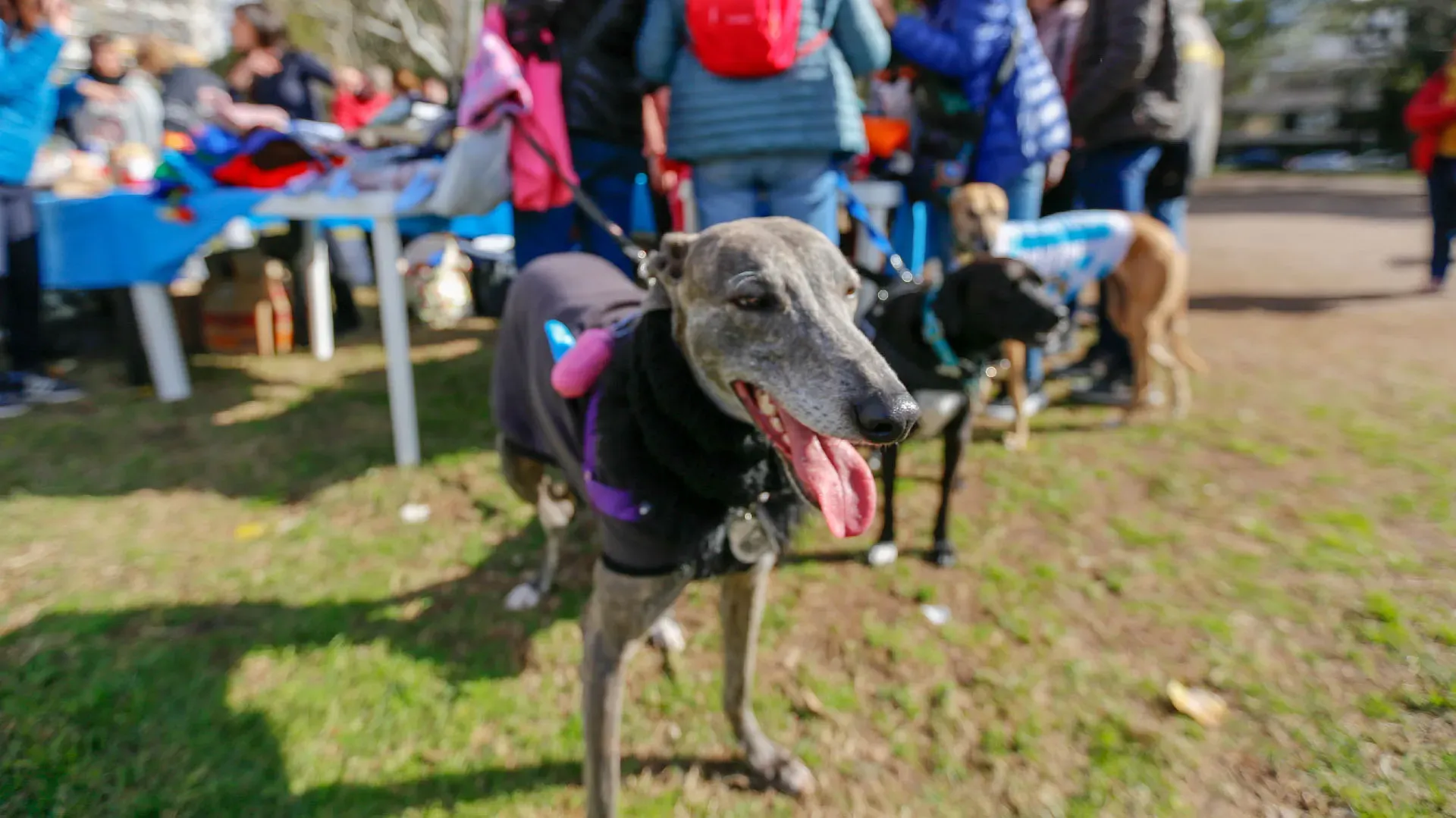 Adopcion Galgos 08 07 18 4