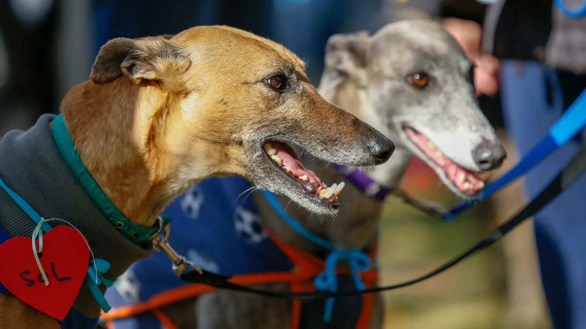 Adopcion Galgos 08 07 18 40