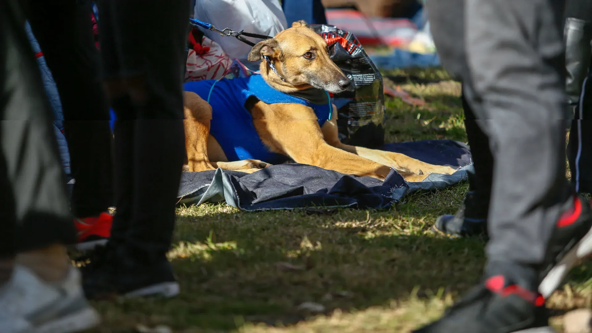 Adopcion Galgos 08 07 18 41