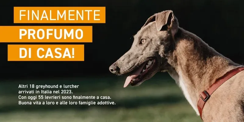 Adoption day greyhound 25.2.2023