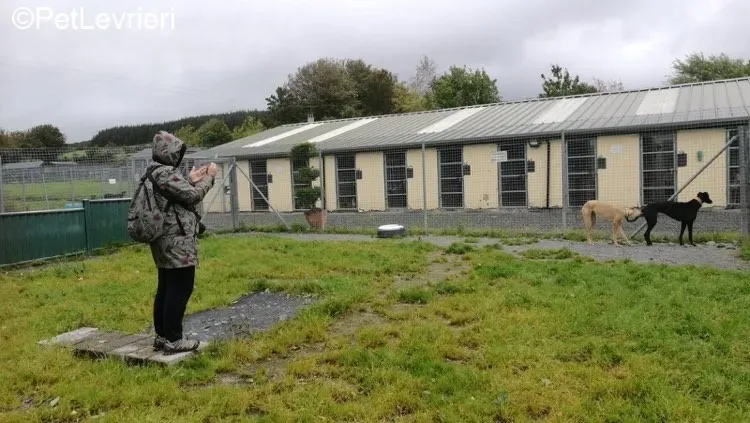 Adrian Lily adozione levrieri greyhound 1