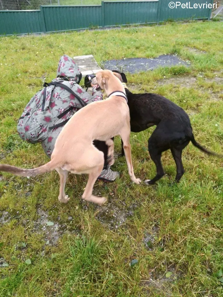 Adrian Lily adozione levrieri greyhound 2