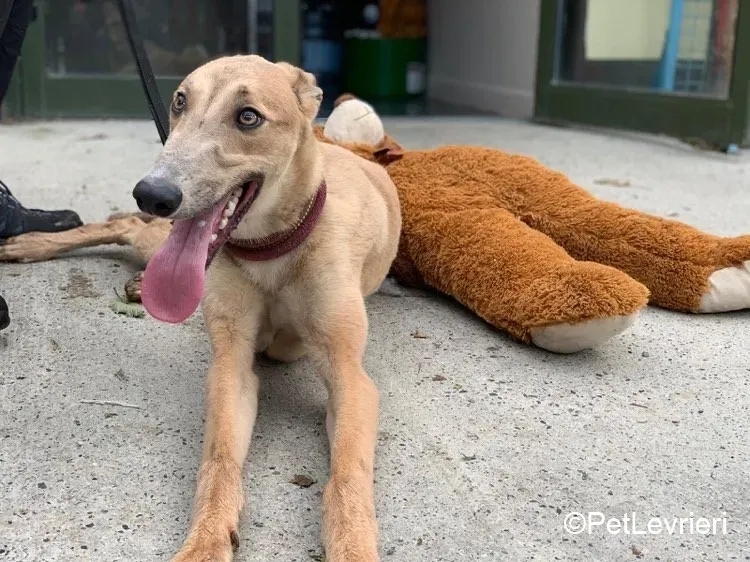 Adrian adozione levrieri greyhound 1 1