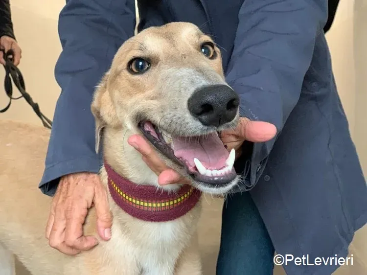 Adrian adozione levrieri greyhound 10