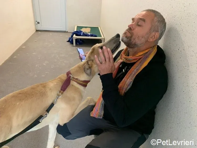 Adrian adozione levrieri greyhound 12