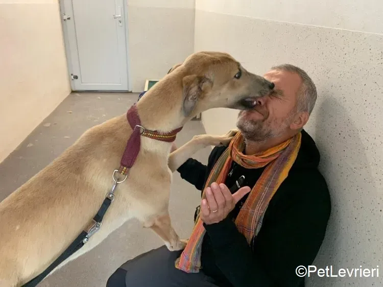 Adrian adozione levrieri greyhound 13