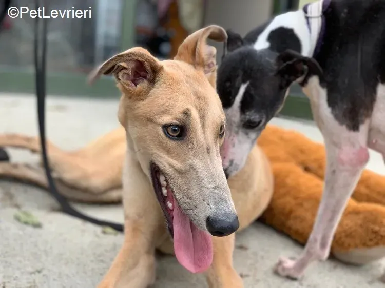 Adrian adozione levrieri greyhound 18