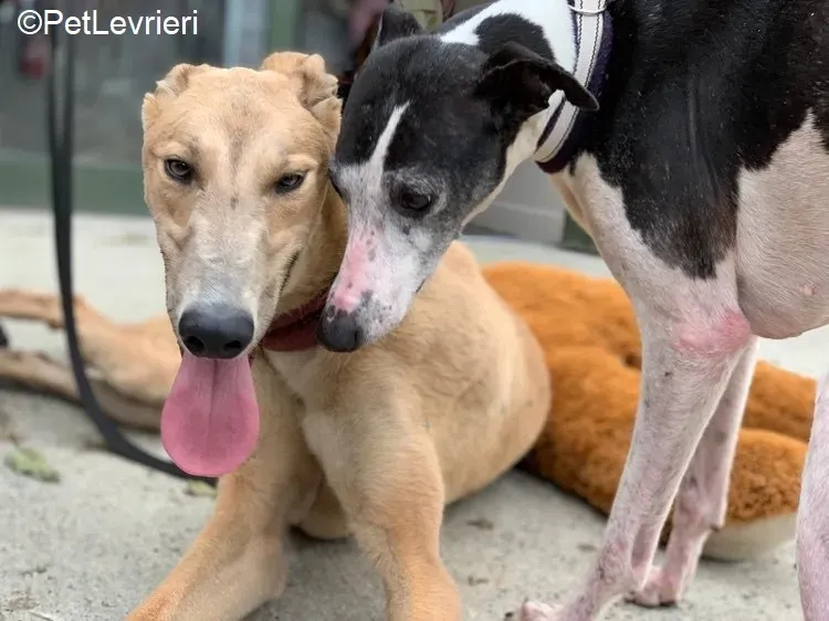 Adrian adozione levrieri greyhound 19