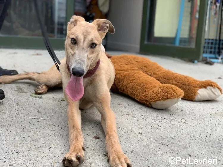 Adrian adozione levrieri greyhound 2 1
