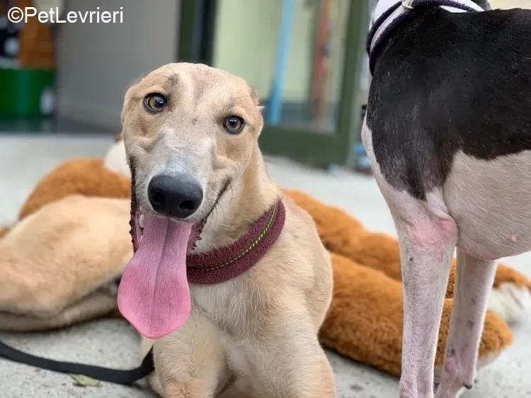 Adrian adozione levrieri greyhound 20