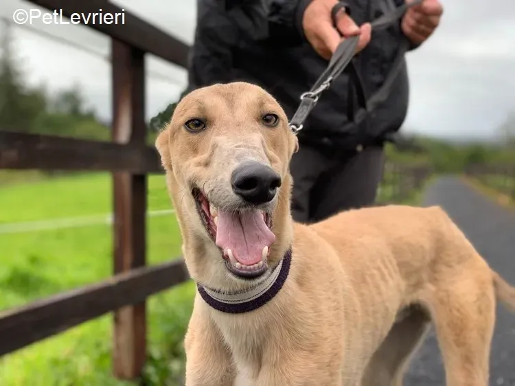 Adrian adozione levrieri greyhound 21