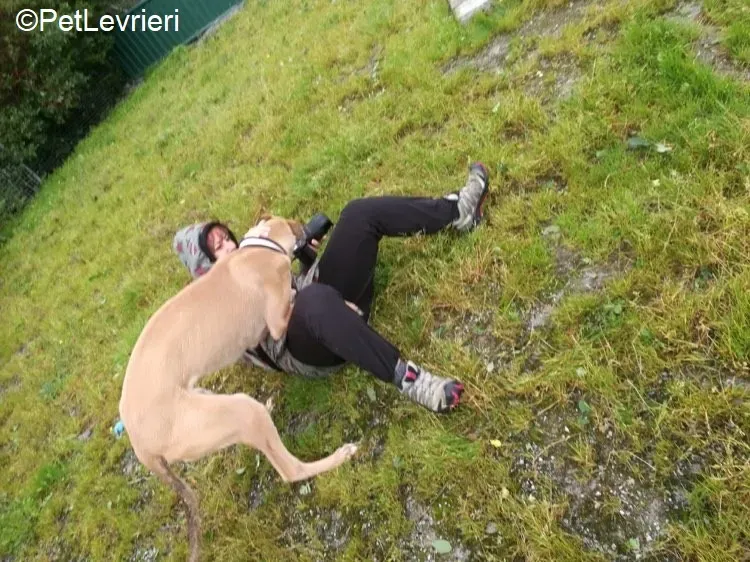 Adrian adozione levrieri greyhound 22