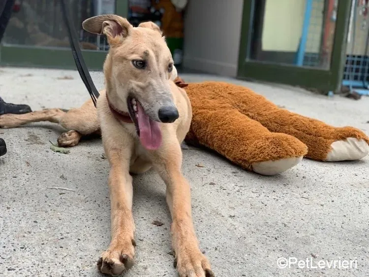 Adrian adozione levrieri greyhound 3 1