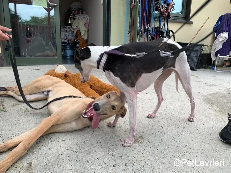 Adrian adozione levrieri greyhound 4 1