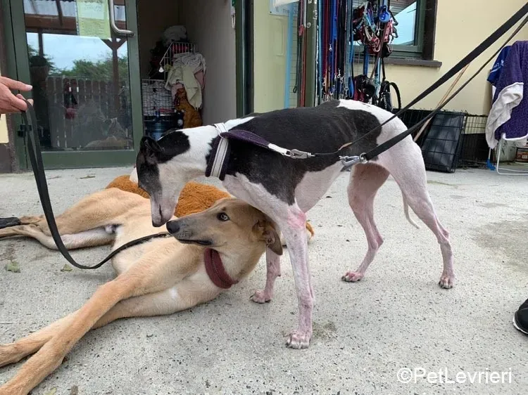 Adrian adozione levrieri greyhound 5 1