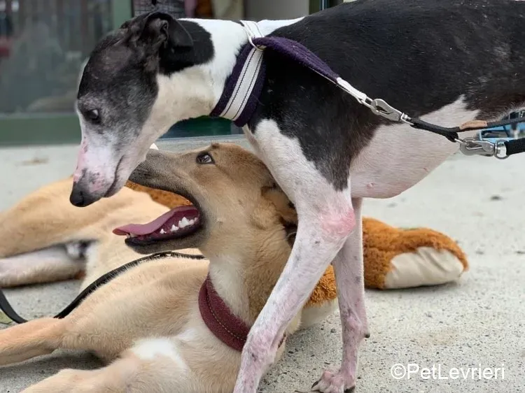 Adrian adozione levrieri greyhound 6 1