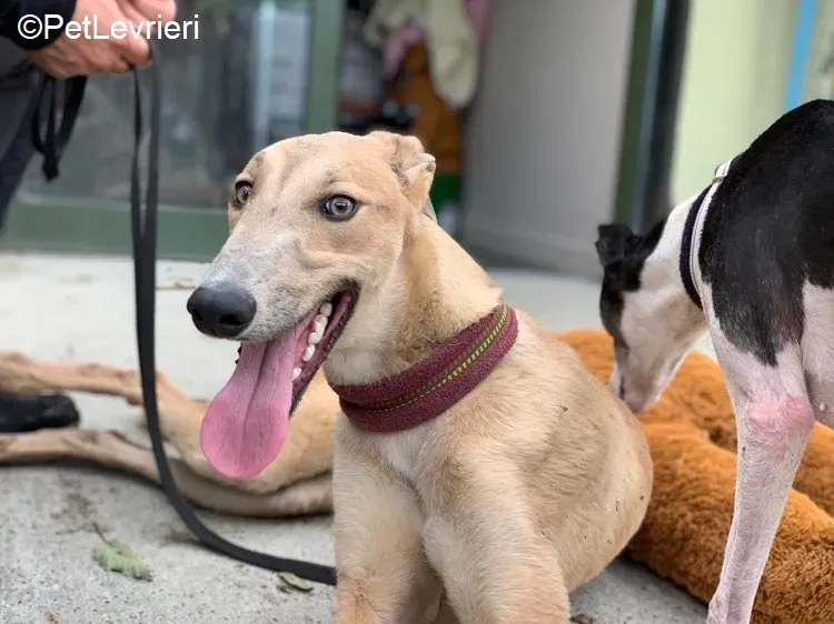 Adrian adozione levrieri greyhound 7 1
