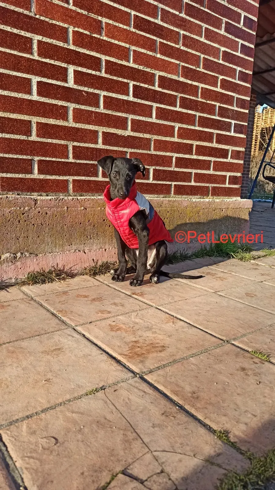 Africa adozione levrieri galgo 1