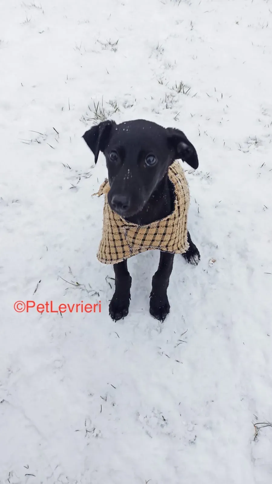 Africa adozione levrieri galgo 2