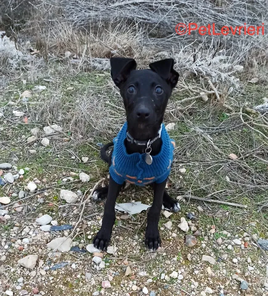 Africa adozione levrieri galgo 3