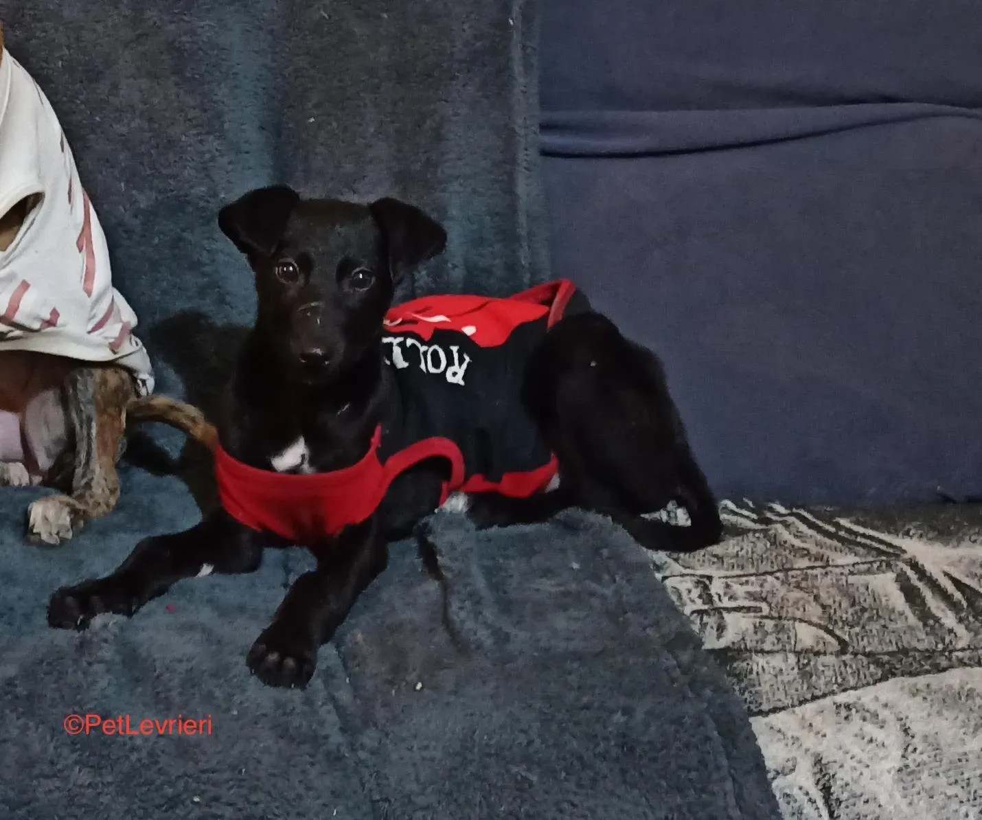 Africa adozione levrieri galgo 4