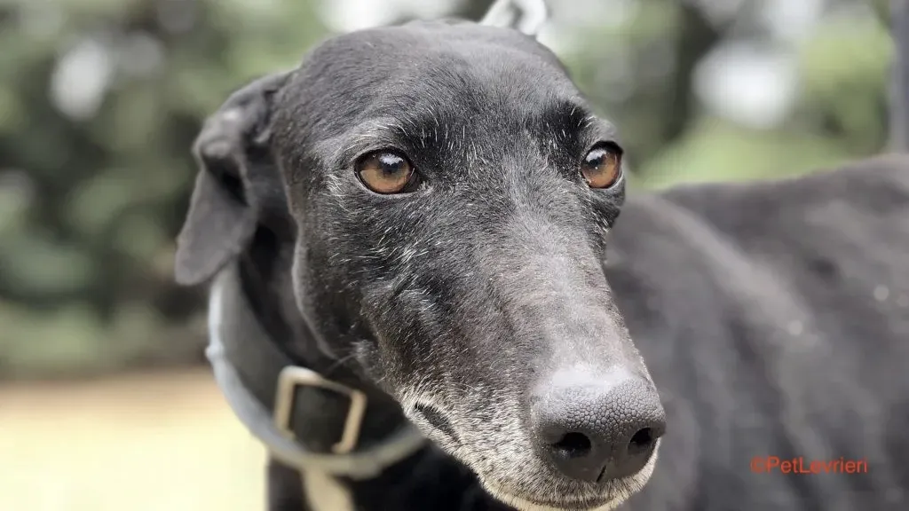 Agatha adozione levrieri galgo 1