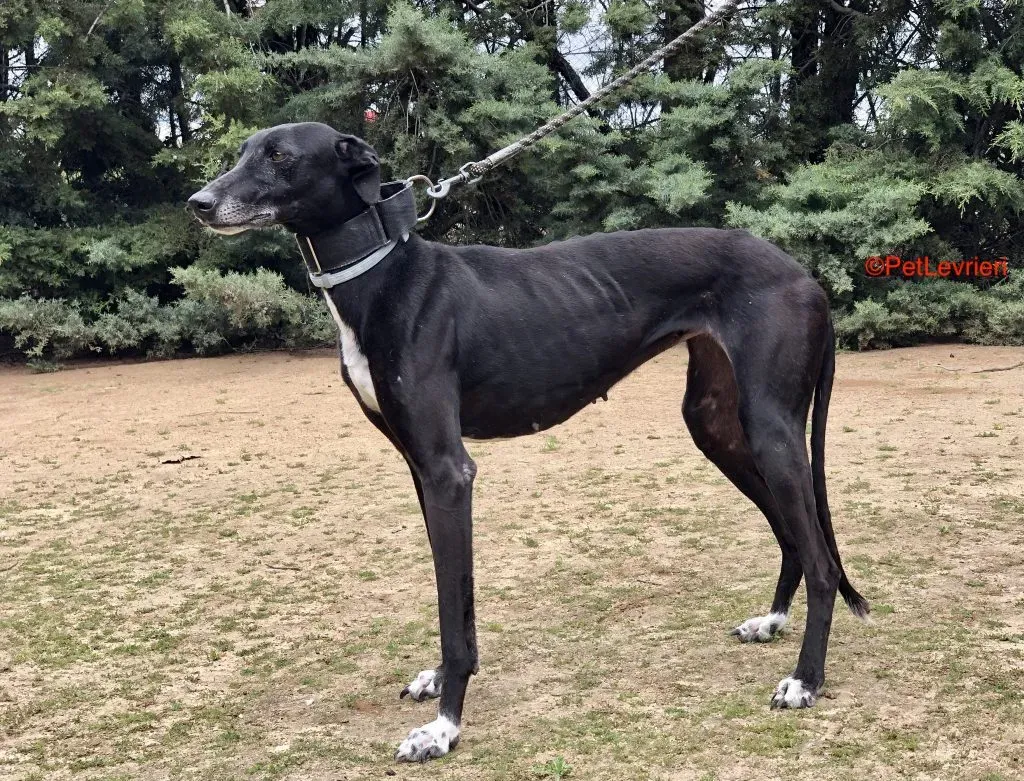 Agatha adozione levrieri galgo 3