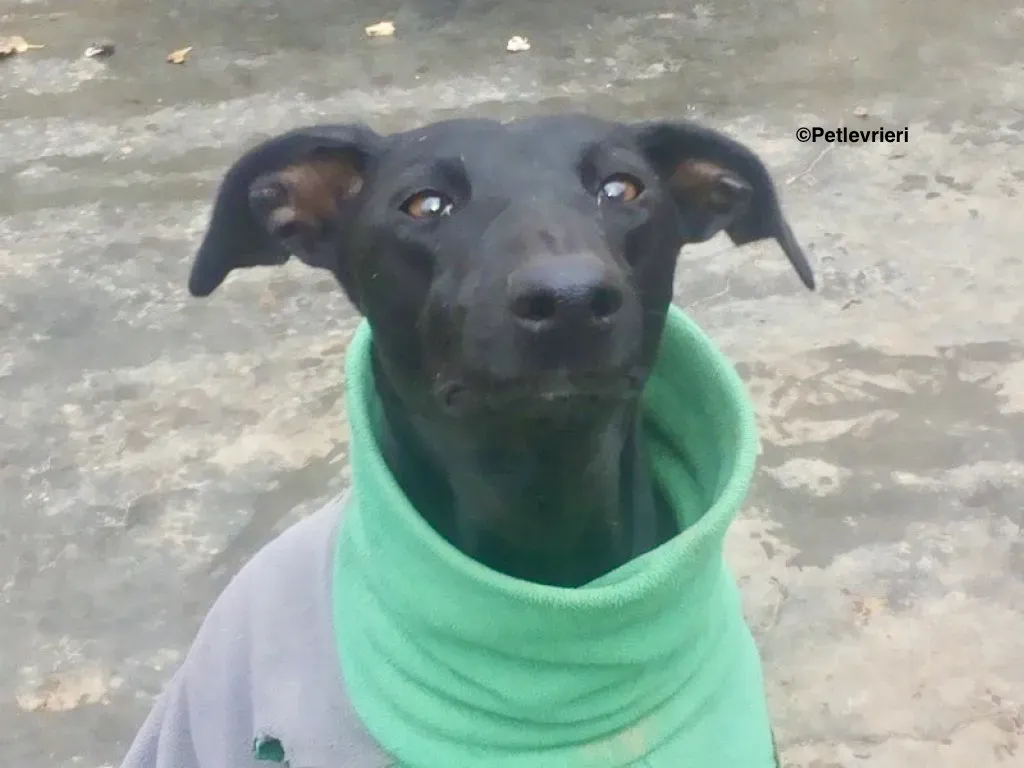 Aida adozione galgo 01